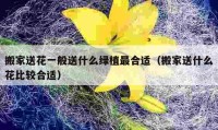 搬家送花一般送什么綠植最合適（搬家送什么花比較合適）