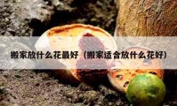 搬家放什么花最好（搬家適合放什么花好）